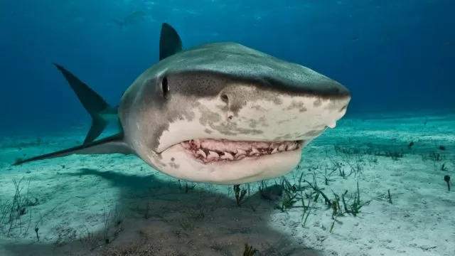 Vídeo: Pescador flagra momento que tubarão-tigre ataca seu caiaque