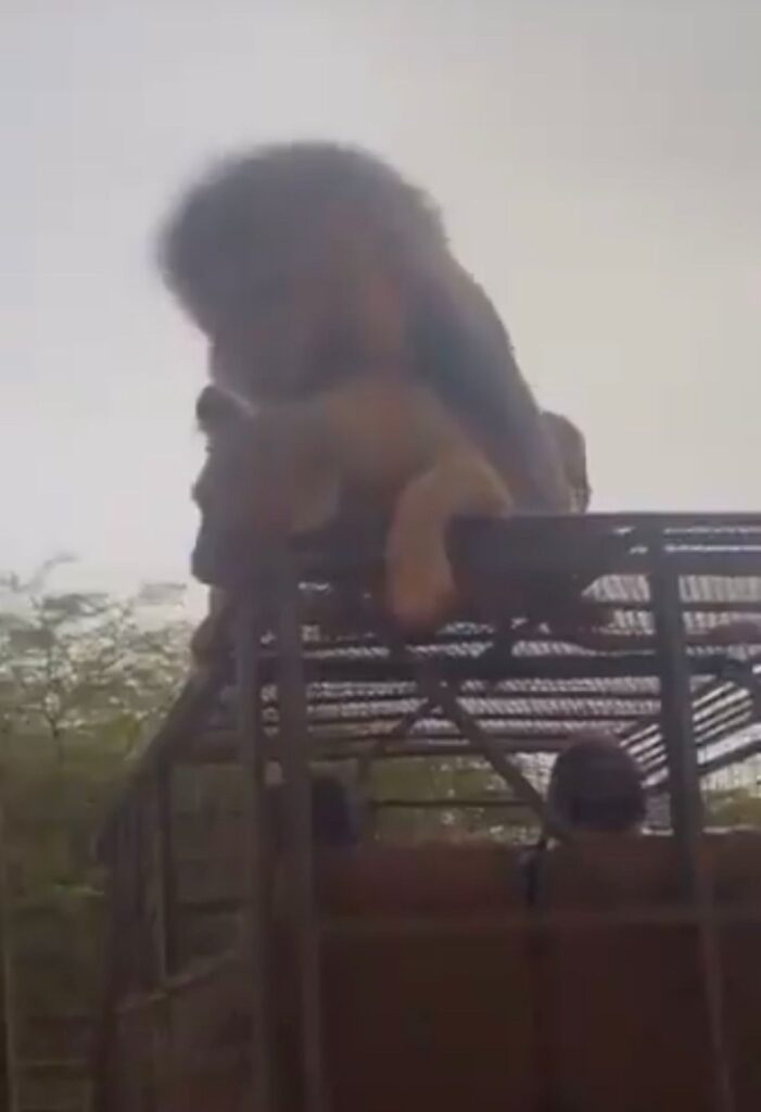 Casal de leões acasala com a presença de turistas sobre jipe em safari