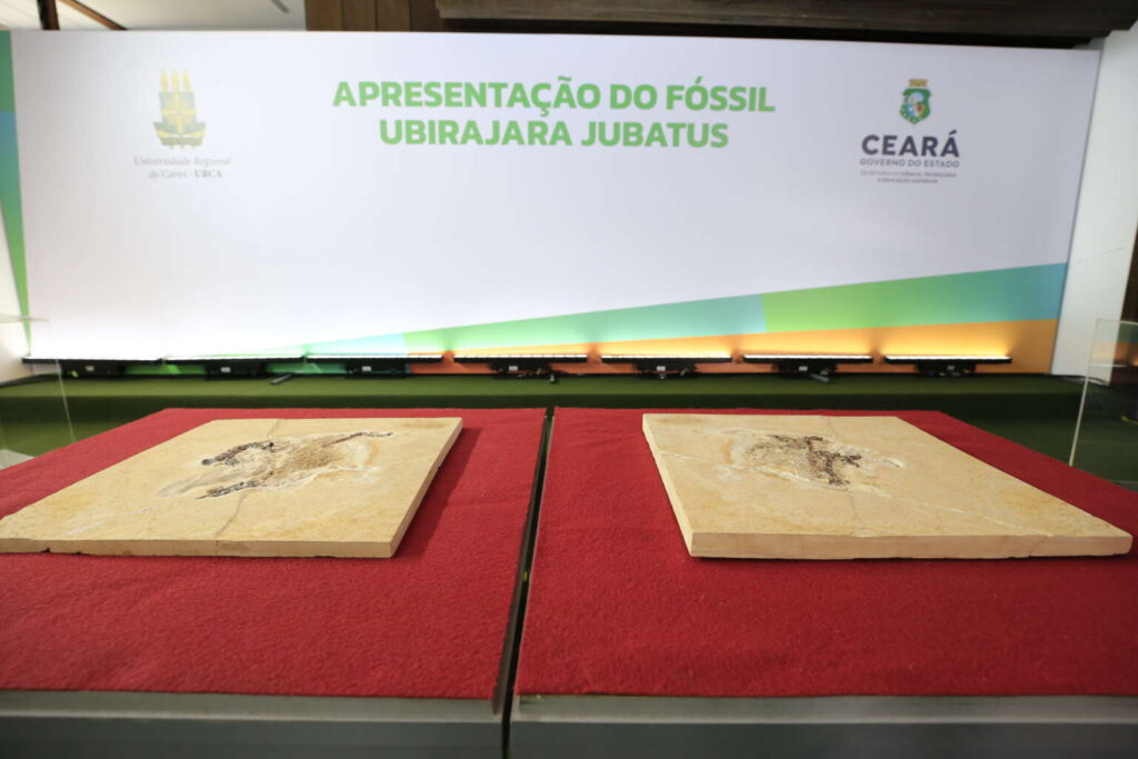 Após chegar ao Ceará, fóssil Ubirajara Jubatus ficará exposto em museu no Cariri