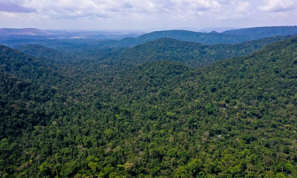 Desmatamento: Áreas sob alerta na Amazônia caem 50% ao longo de 2023