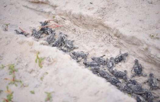 Dia Mundial da Tartaruga Marinha: Praia do Cumbuco registra o nascimento de 137 filhotes