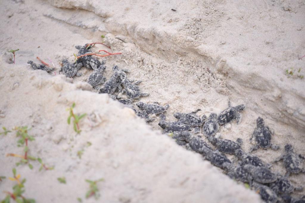 Dia Mundial da Tartaruga Marinha: Praia do Cumbuco registra o nascimento de 137 filhotes