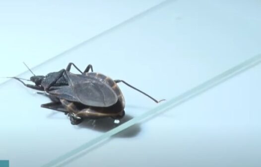 Doença de Chagas: saiba como combater o inseto barbeiro