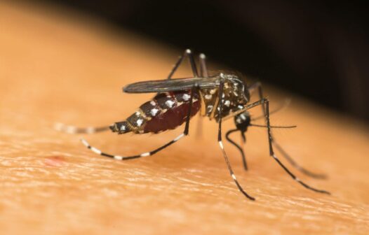 Casos prováveis de dengue no Brasil ultrapassam 1,5 milhão