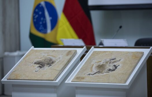 Cerimônia de apresentação do fóssil Ubirajara jubatus acontece nesta quarta-feira (14)