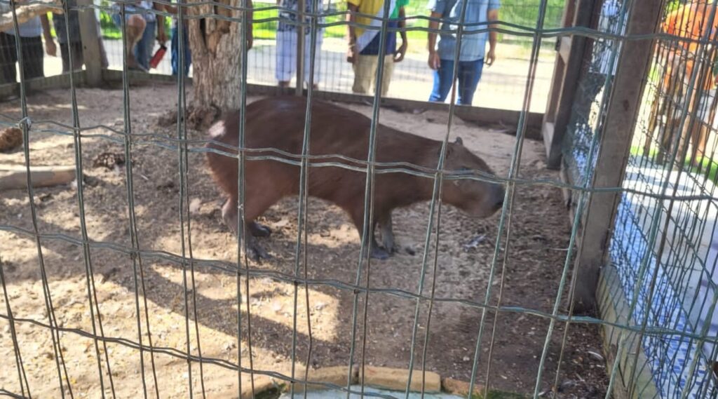 Capivara é resgatada na Praia de Iracema, em Fortaleza