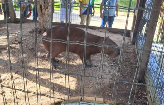 Capivara é resgatada na Praia de Iracema, em Fortaleza