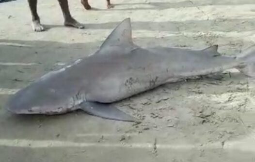 Tubarão-cabeça-chata é capturado por pescadores em praia de Fortaleza