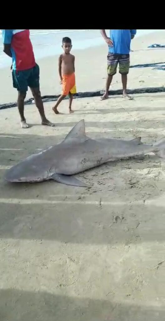 Tubarão-cabeça-chata é capturado por pescadores em praia de Fortaleza