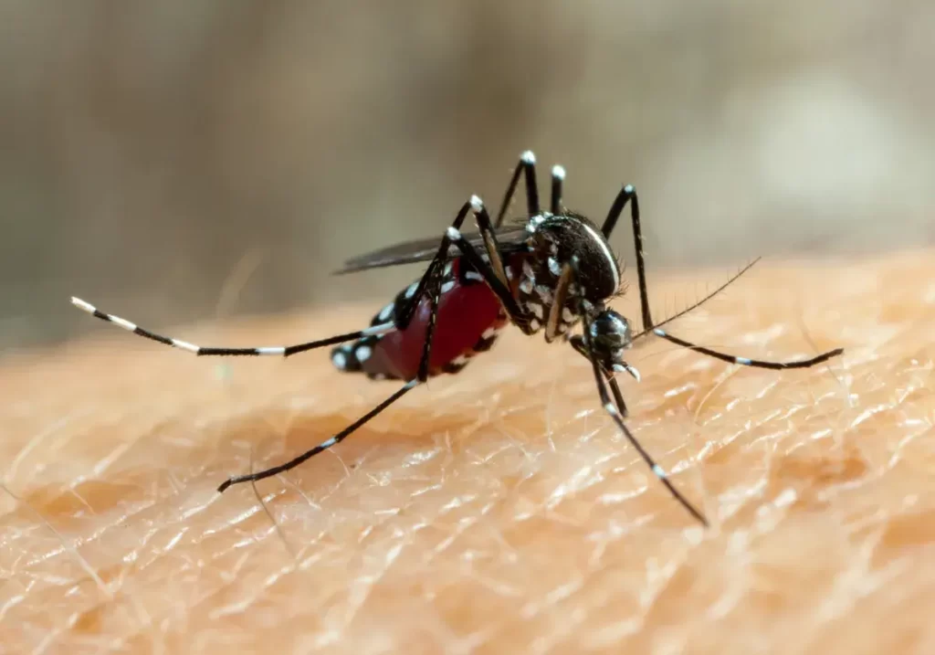 Falhas do Ministério da Saúde agravaram epidemia da dengue no Brasil; veja principais erros