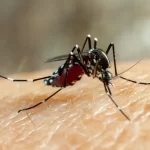 Falhas do Ministério da Saúde agravaram epidemia da dengue no Brasil; veja principais erros