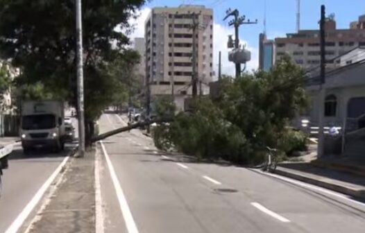 Árvore tomba e interdita trecho da Avenida Pontes Vieira, em Fortaleza