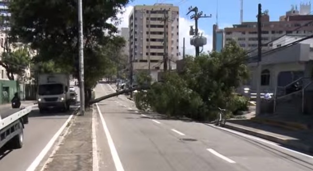 Árvore tomba e interdita trecho da Avenida Pontes Vieira, em Fortaleza