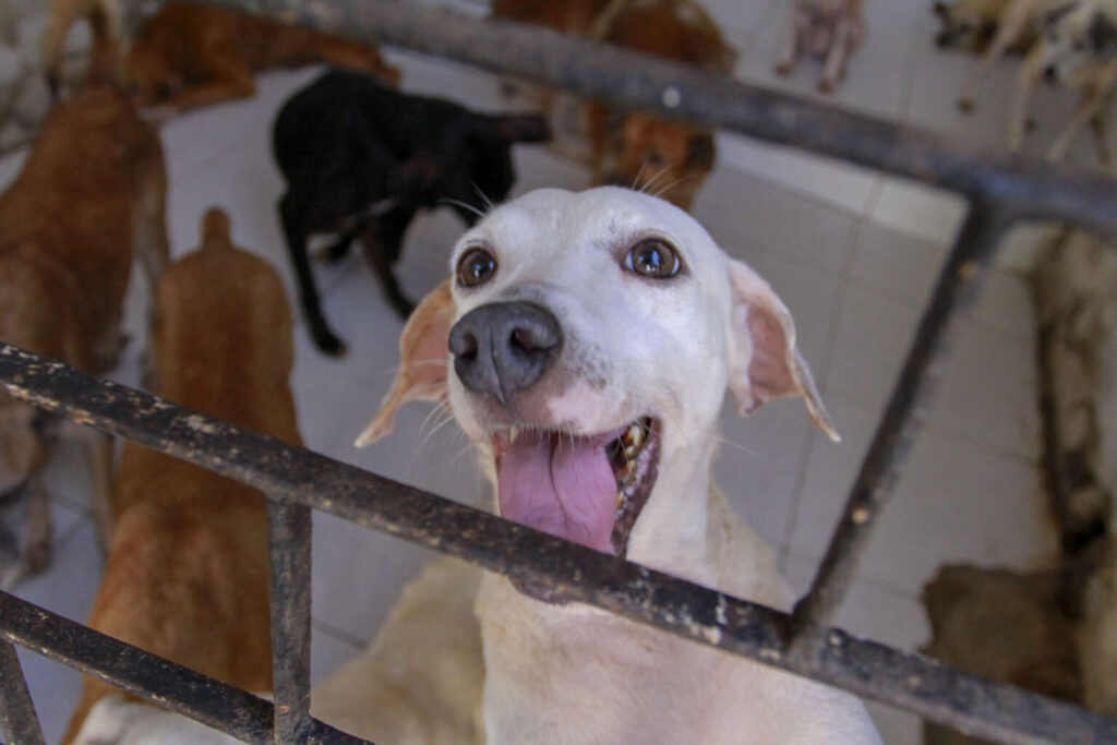 Elmano sanciona lei que cria Secretaria da Proteção Animal no Ceará