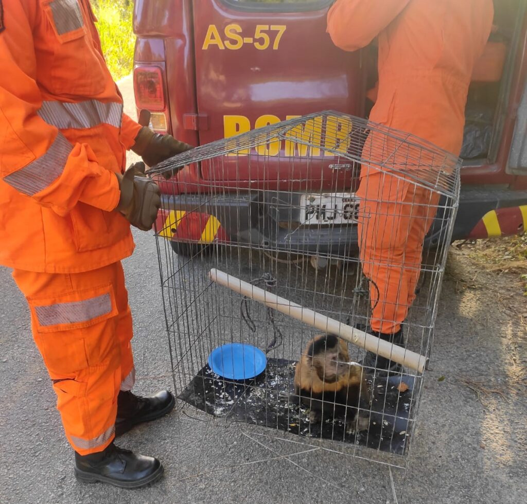 Macaco-prego invade residência e morde adolescente no interior do Ceará