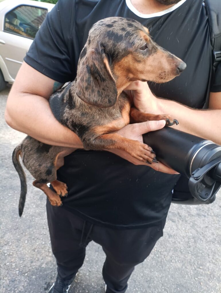 Dois cachorros são resgatados após incêndio atingir apartamento em Fortaleza 