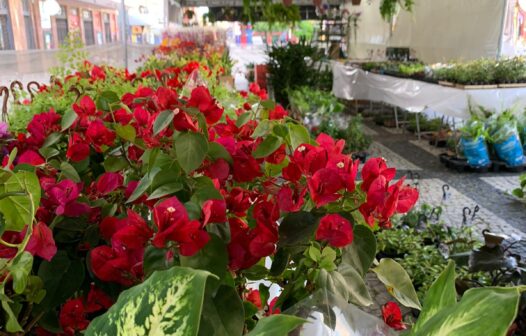 Festival Flores de Holambra segue em Fortaleza até o dia 22 de julho