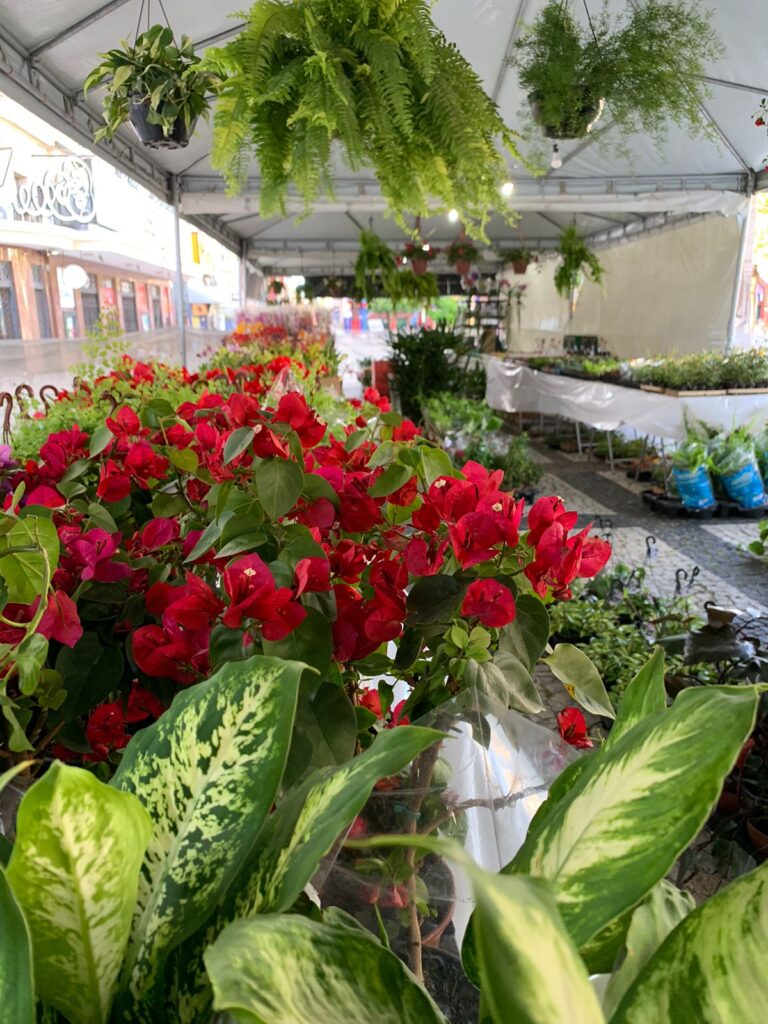 Festival Flores de Holambra segue em Fortaleza até o dia 22 de julho