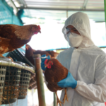 Trabalhador de granja no RS com foco de gripe aviária é isolado por suspeita de infecção