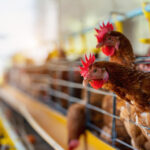 Gripe aviária: Minas Gerais descarta 450 toneladas de ovos férteis