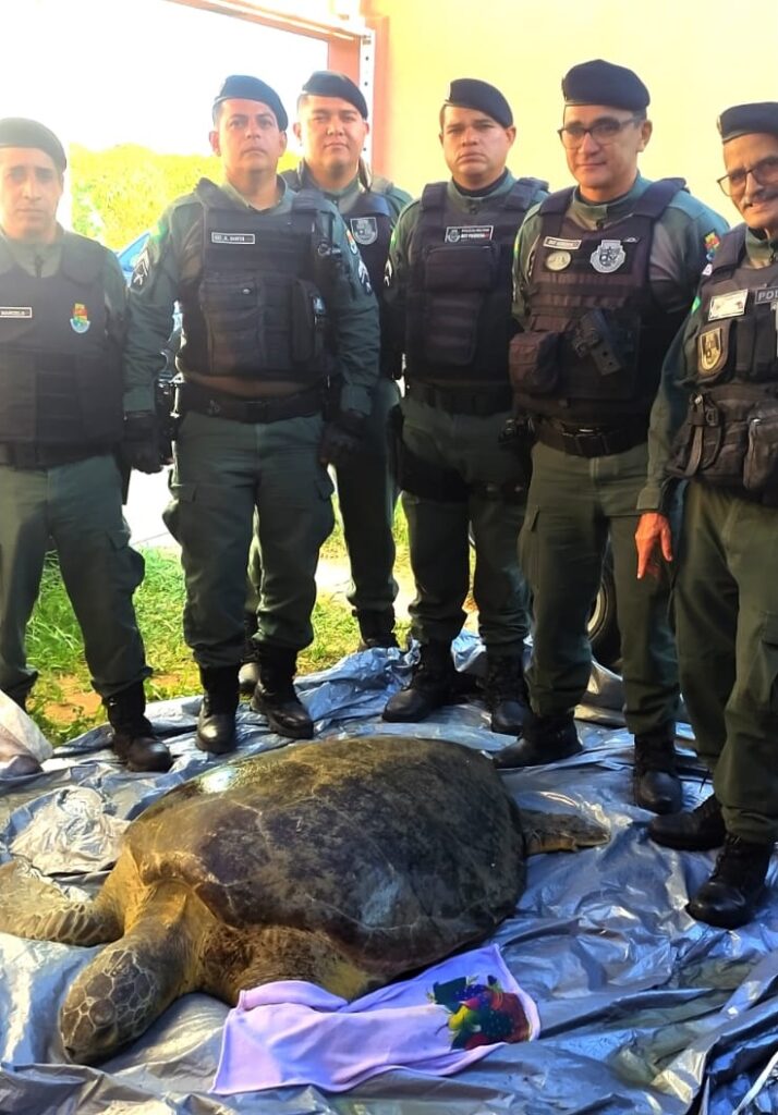 Tartaruga ferida é resgatada por policiais na Praia da Lagoinha