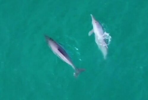 Cearense filma golfinhos nadando juntos na orla de Fortaleza