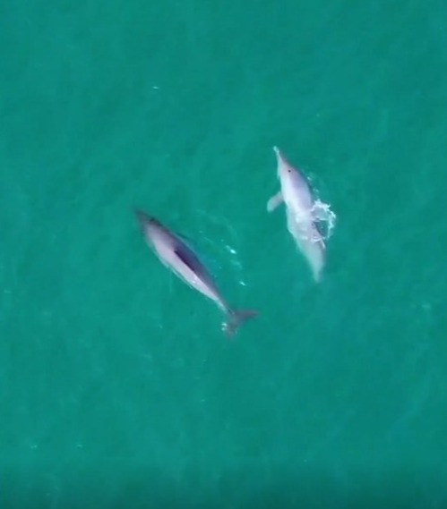 Cearense filma golfinhos nadando juntos na orla de Fortaleza