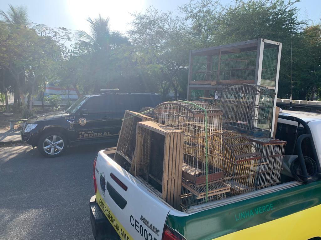 Bicudo-preto em extinção e outras aves são apreendidas pela PF no Ceará.