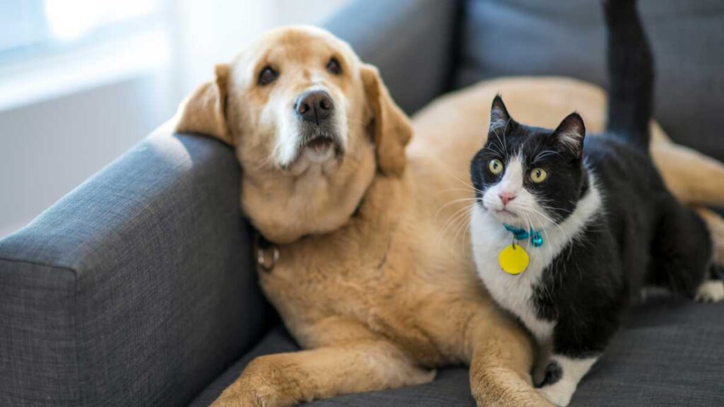 SinPatinhas: cadastro nacional para animais domésticos é lançado nesta quinta-feira (17)