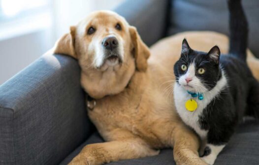 Serviços veterinários de graça incluem consultas, exames e castrações de cães e gatos em Fortaleza