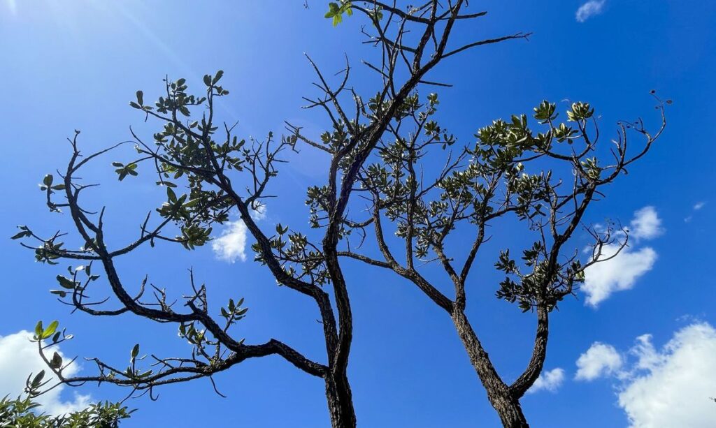 Cerrado registra recorde de alertas de desmatamento em um ano, diz Inpe