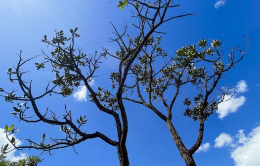 Cerrado registra recorde de alertas de desmatamento em um ano, diz Inpe