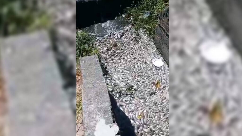 Mais de 200 quilos de peixes mortos são retirados de lagoa em Fortaleza