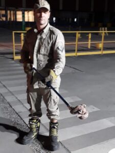Corpo de Bombeiros resgata 2ª serpente mais venenosa do Brasil