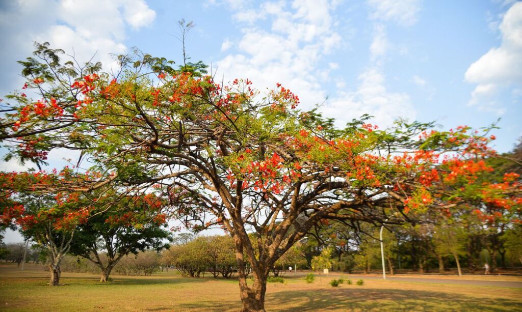 Primavera começa e traz cores a várias cidades brasileiras