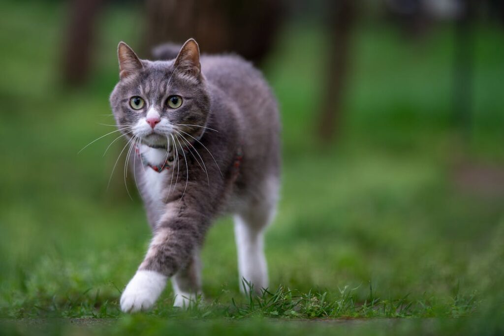 Gatos ajudam pacientes com transtornos mentais em projeto terapêutico