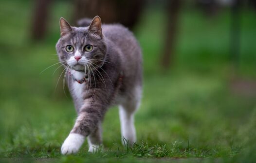 Gatos ajudam pacientes com transtornos mentais em tratamento