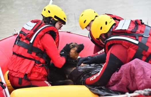 Resgatados: Cachorro usa calor do próprio corpo para ajudar a salvar tutor com hipotermia