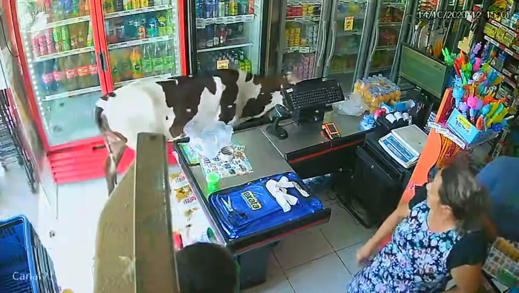 Vaca invade mercadinho para se refrescar do calor, em Fortaleza