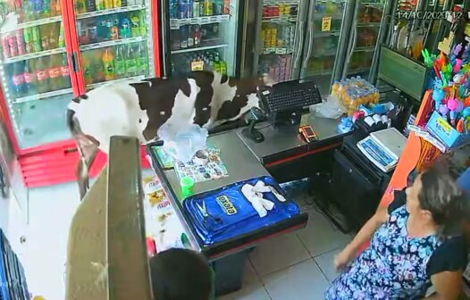 Vaca invade mercadinho para se refrescar do calor, em Fortaleza