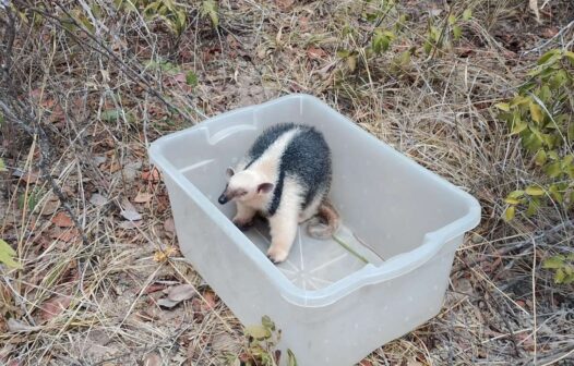 Tamanduá-mirim é resgatado em Barbalha, no Ceará