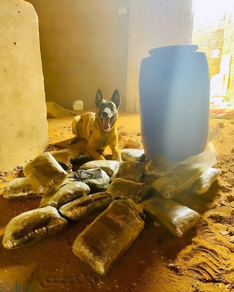 Ação da polícia apreende quase 10 quilos de maconha em Juazeiro do Norte