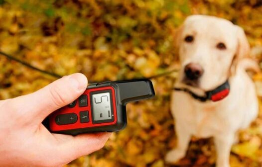 Uso de coleira anti-latido com choque elétrico é proibido no Ceará