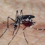 Dengue: DF, seis estados e 154 municípios já decretaram emergência após explosão de casos