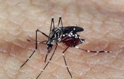 Ceará tem quase 4.300 casos confirmados de dengue e uma morte pela doença em 2024