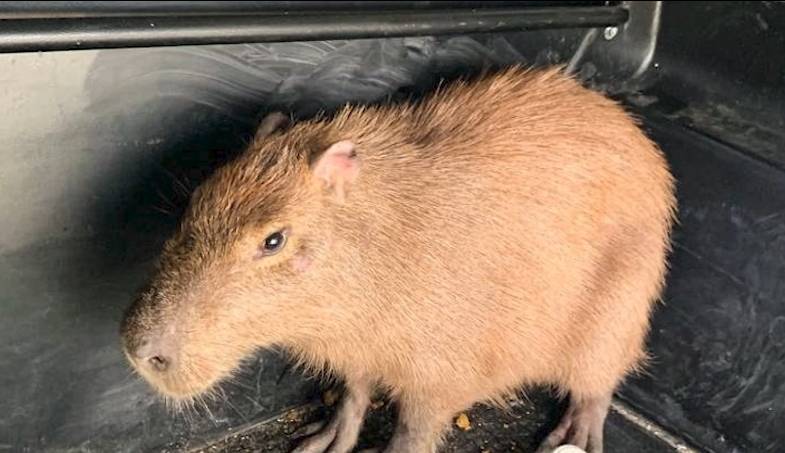 População de capivaras cresce no ceará e animais são vistos na zona urbana de Fortaleza