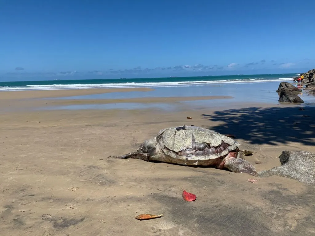 Tartaruga marinha é encontrada morta na Praia do Titanzinho, em Fortaleza