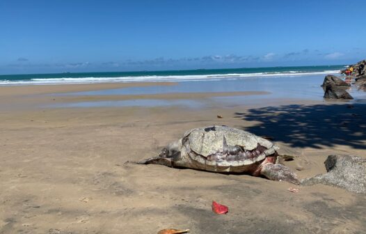 Tartaruga marinha é encontrada morta na Praia do Titanzinho, em Fortaleza