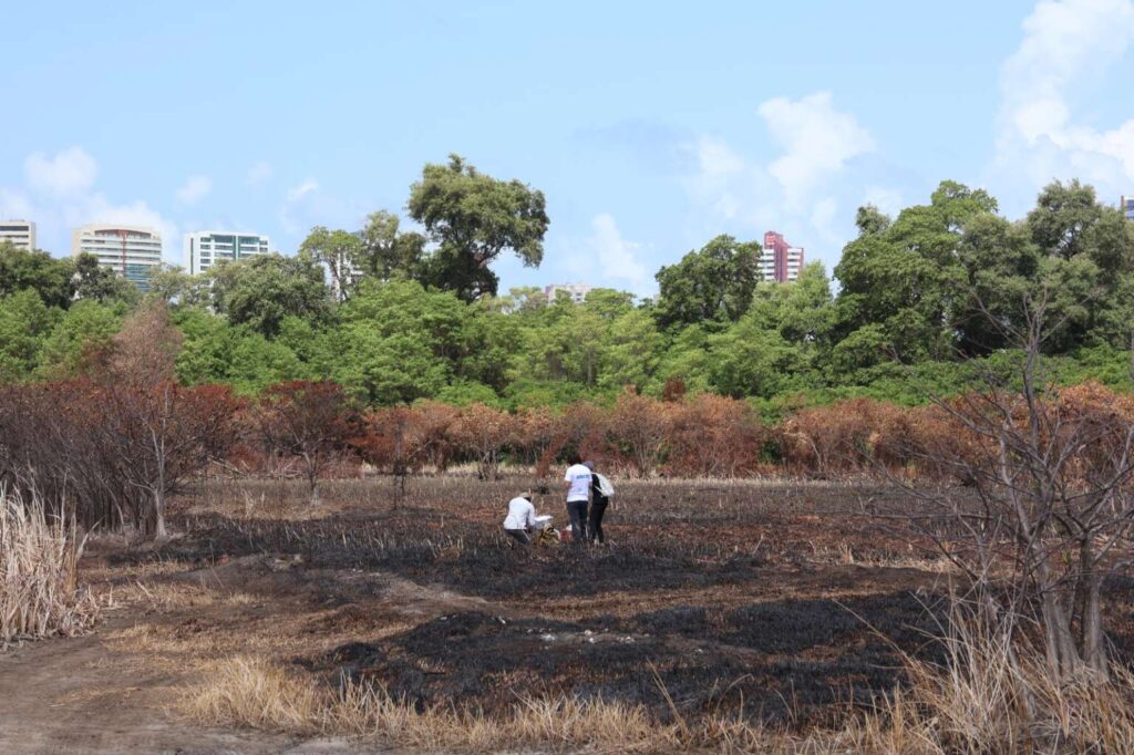 Especialistas avaliam recuperação da área do Parque do Cocó atingida por incêndio florestal