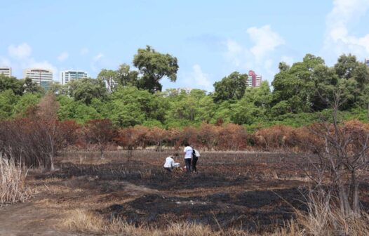 Especialistas avaliam recuperação da área do Parque do Cocó atingida por incêndio florestal